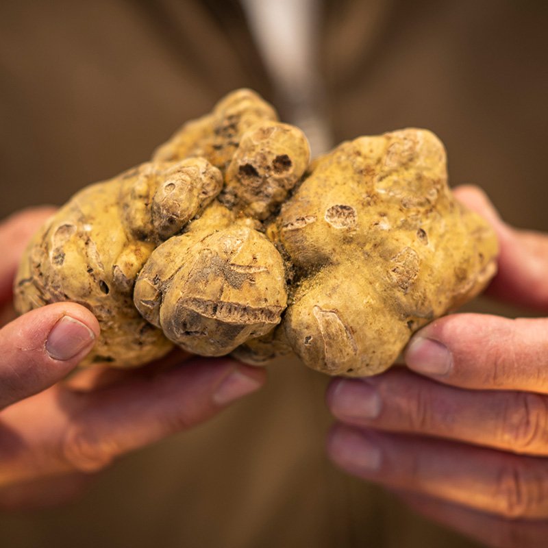 Alba White Truffle world market