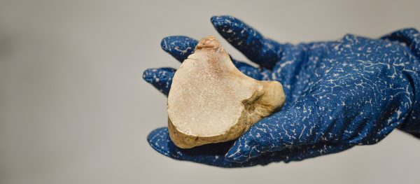 Trace / Urquiola. Il Design al servizio del Tartufo Bianco d’Alba